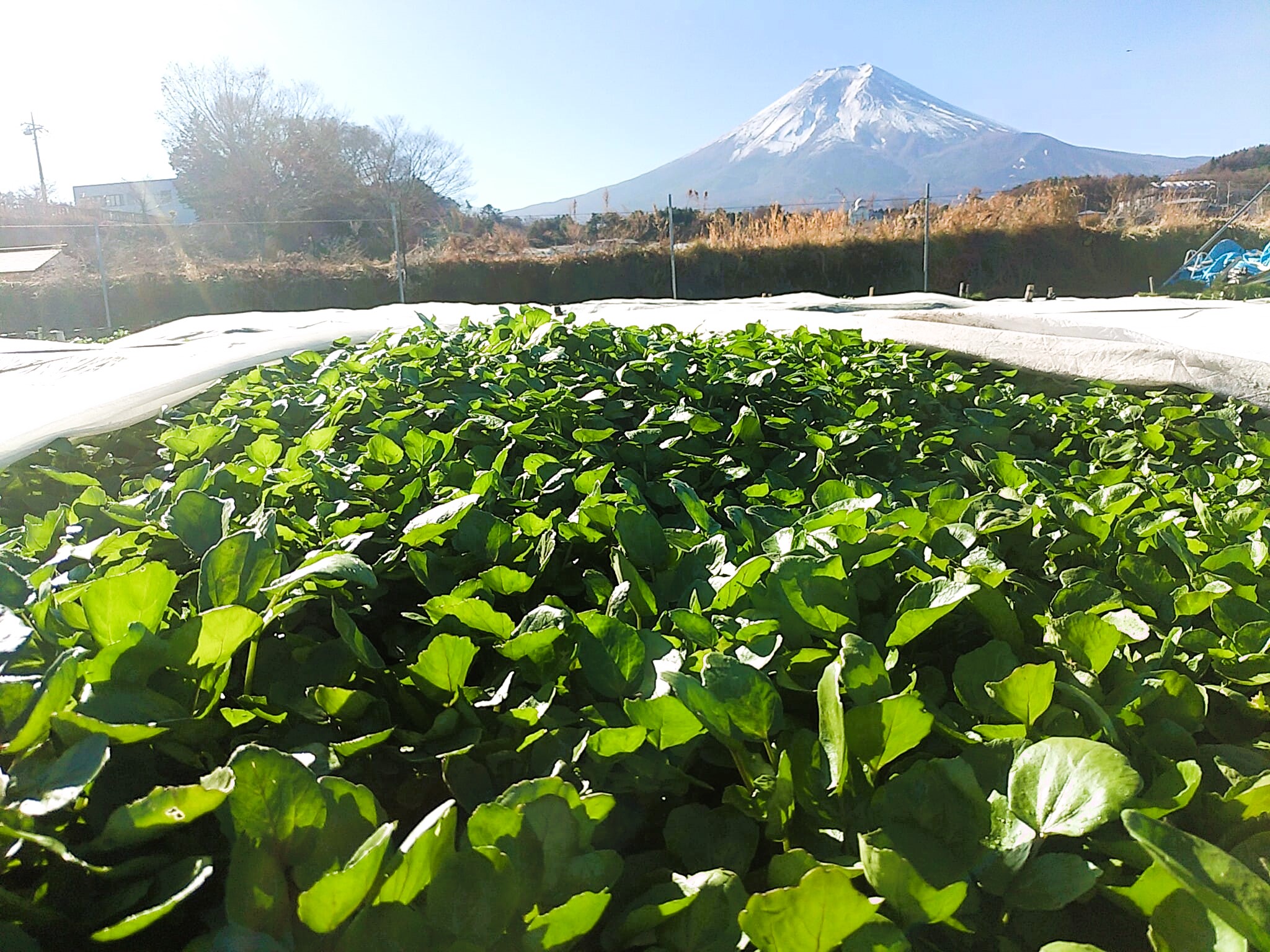 自然への憧れが道志村への移住そして“有機農法”によるクレソン栽培へとつながる